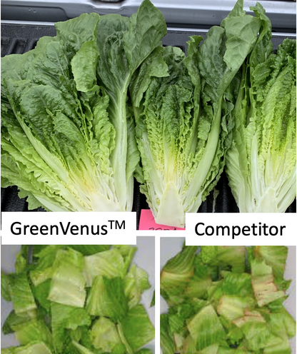 GreenVenus™ - Romaine Lettuce