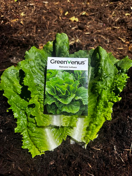 GreenVenus™ - Romaine Lettuce